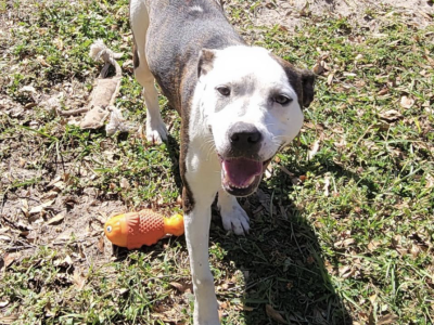 Shelter dog of the week: Asics